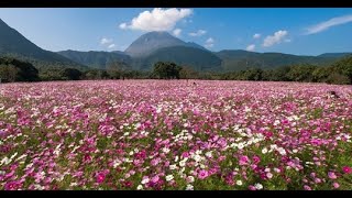 しまばら火張山花公園