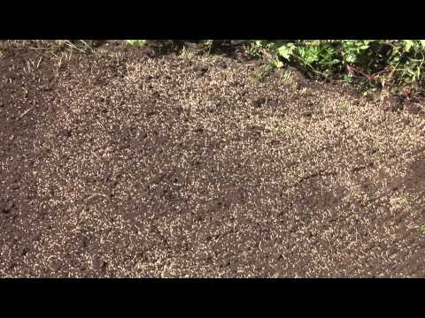 How To Plant Lawn Seed