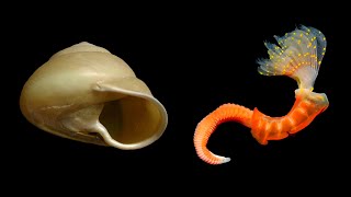Manual de invertebrados marinhos traz informações taxonômicas de 225 espécies