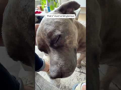 Funny dogs compilation #funnydog #funnypet #cutedog #dogsoftiktok #doglover