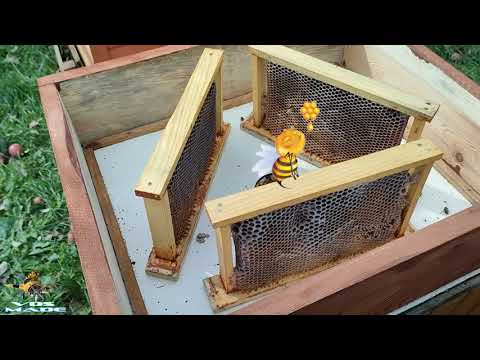 , title : 'Ciekawostki o pszczołach odc.8 Czyszczenie ramek z pozostałości miodu przez pszczoły'