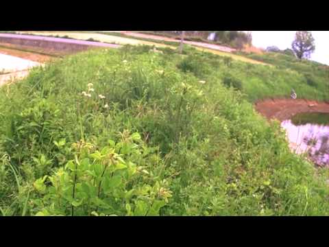 オオルリシジミの産卵と飛翔（ハイスピード動画）