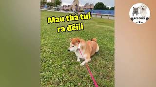 Funny Pet 😎BEST Caught-on-Cam Videos | FUNNY Pet Clips #shorts #trending #pet #funny #viral #cute
