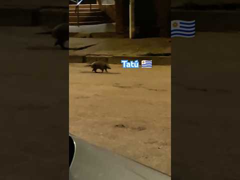 Un tatú (armadillo) por Blanquillo - Durazno 🇺🇾
