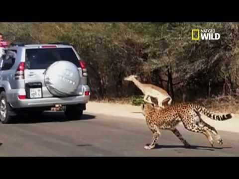 Le bond insensé d'un impala dans une voiture !