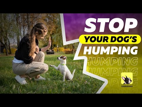 Can Dogs Get Sexually Attracted To Humans? Detailed Answer