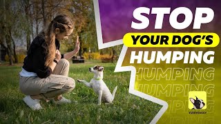 Why Do Dogs Hump? | How to Stop Dog Humping/Mounting | EveryDoggy