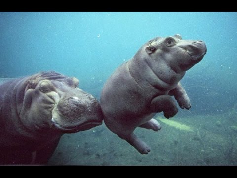 Top Funny Hippo and Baby Hippo Videos Compilation 2017 [BEST OF] - Cute Animals
