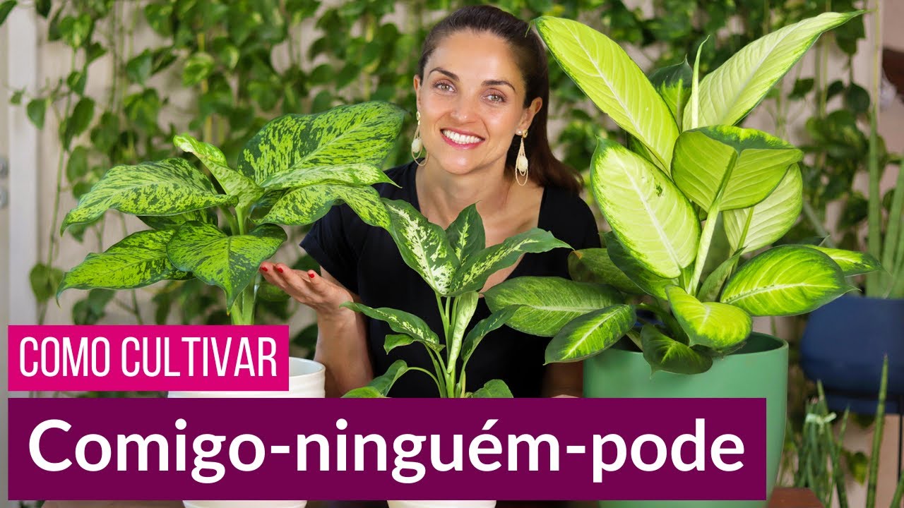 COMIGO-NINGUÉM-PODE 🌿 COMO CULTIVAR essa planta PODEROSA
