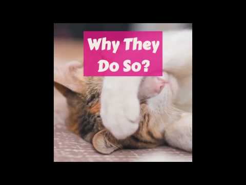 WHY DO CATS COVER THEIR FACES WHILE SLEEPING?