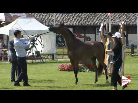 N.97 EMOZIONE AL VENTURA - Ströhen 2016 B-Show - Fillies 3 years old (Class D)