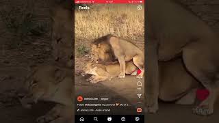 Leones se aparean💦