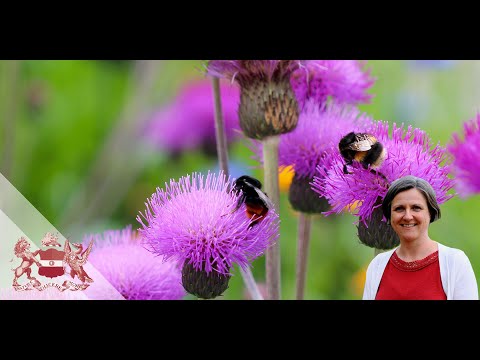 , title : 'How to Bee-Friendly: The Best Plants for Bees and Other Pollinators | Natasha de Vere'