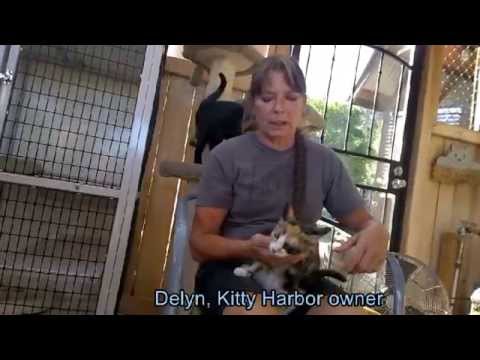 Kitty Harbor Cat Care: Kitties with CH or Cerebellar Hypoplasia