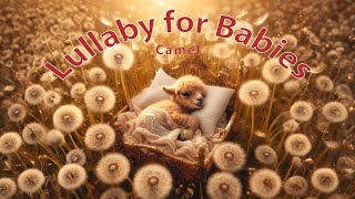Camel🐪 . Lullaby for babies