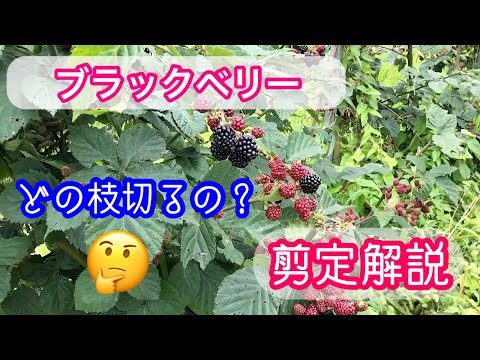 冬に向けて常芽ラズベリーを剪定する方法