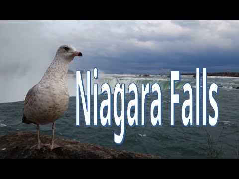 Niagara Falls / Swimming Against the Stream