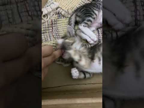 My cats babies ❤️❤️☺️