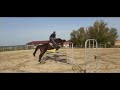 Castrone BWP Cavallo da Sangue Belgio In vendita 2017 Baio scuro ,  CANTURANO