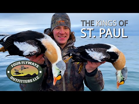 King Eider Hunting St Paul Island Alaska with Four Flyways Outfitters | Full Length Hunt Video