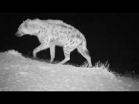 Djuma:  Hyena drinking - 21:20 - 07/14/19