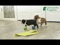 Boston Terrier dogs for sale: Willow - Video 1