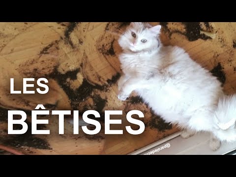 LES BÊTISES