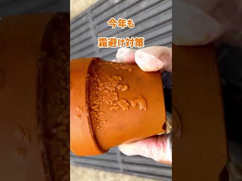 ラズベリーの茂みを植える