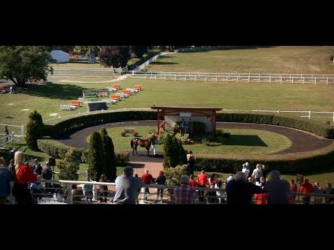 XII. Ügető árverés összefoglaló videó