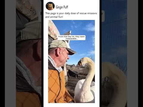 Heartfull man saved the goose.               #music #love #animals #rescue #viralvideo