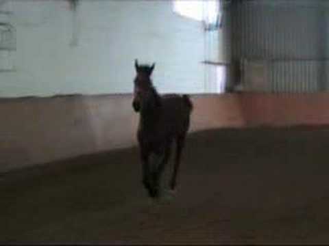 Nenya: New Quidam x  Athlet Z