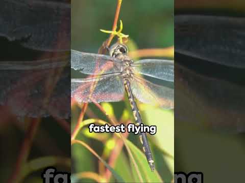 Dragonfly: The Speedster of the Insect World #nature #insects #animals #evolution #energy #earth