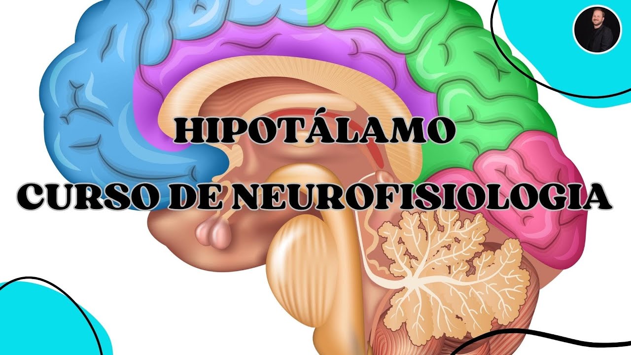 HIPOTÁLAMO E SUAS FUNÇÕES - MAPA MENTAL ANIMADO
