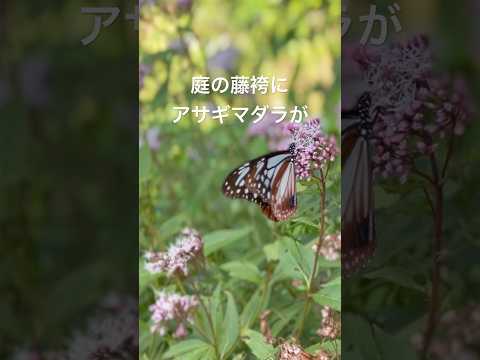 蝶を庭に引き寄せる理由と方法を知りたいですか？生物学的連鎖におけるそれらの役割は何ですか?  庭園