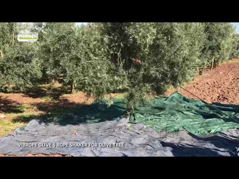 Rope Shaker Machine For Olive Tree - Kadıoğlu Vibrope Olive S Olive Harvester 💪
