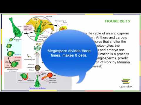 Chapter 26 Seed Plants OpenStax Bio 182