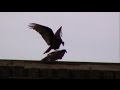 Romantic Interlude! Turkey Vultures Mating on X ...