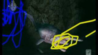 Endless Ocean #1 - Diving into the Abyss