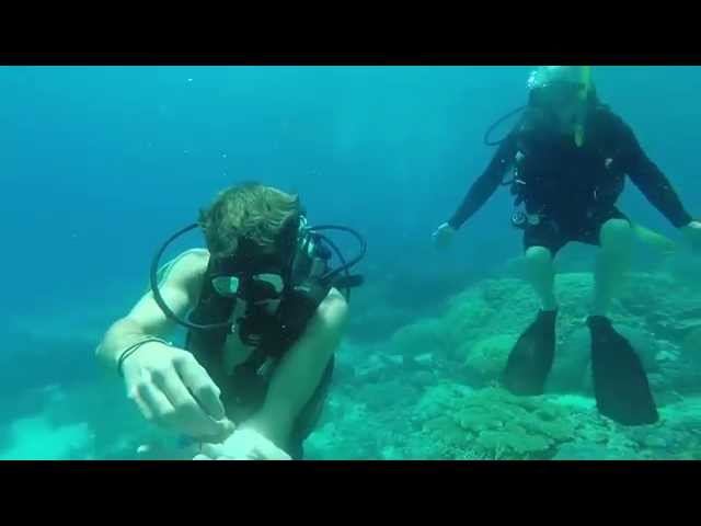 Great Barrier Reef Scuba Diving (includes 1 night