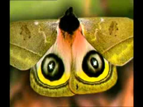 tarnung und intelligentes verhalten bei tieren 3 4 (deutschland)