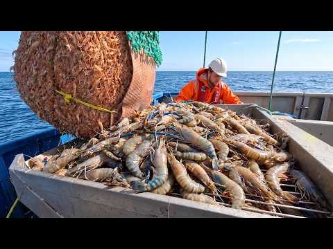 American fishermen catch and process 100 tons of tiger prawns right on their boats every day !