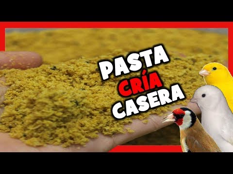 , title : 'PASTA DE CRIA PARA CANARIOS Casera 🐤 COMO HACER PASTA DE CRIA CASERA para CANARIOS CRIA DE CANARIOS'