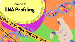 DNA profiling |  Reading DNA profiles
