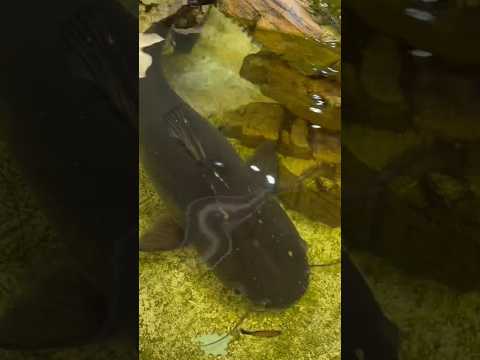 I Saved a Monster Fish! #rescue #fish #animals #aquarium #bassfishingproductions #pond #fishtank