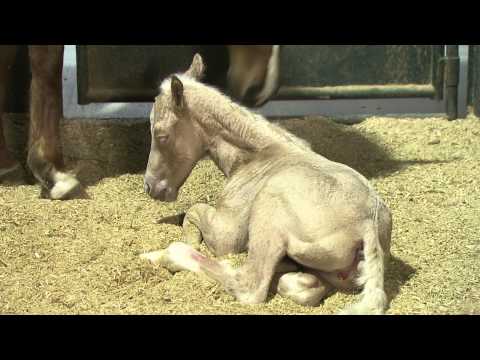 All-New Foal Training Series from Clinton Anderson