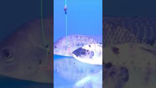 Download lagu Ternyata Seperti Ini Cara Ikan Nila Makan Umpan Cacing #shorts #mancing #fishing mp3 Download lagu Ternyata Seperti Ini Cara Ikan Nila Makan Umpan Cacing #shorts #mancing #fishing mp3