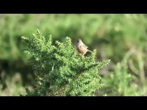 Dartford Warbler, Greenham Common, Berkshire, 09/11/2022