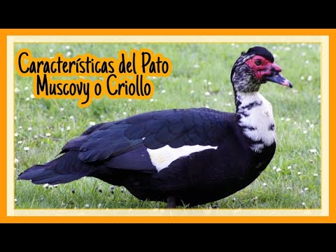 , title : 'Caracteristicas del Pato Muscovy - criollo'