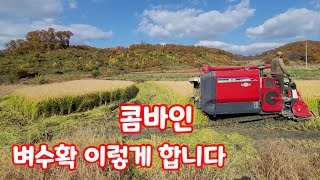 벼베기 콤바인으로 찰벼 수확하는 과정 [벼재배방법]