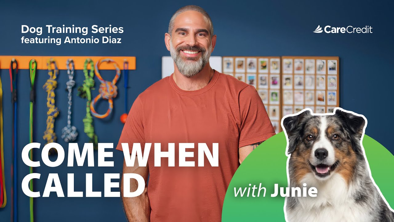 CCWellU-Video-Dog Recall